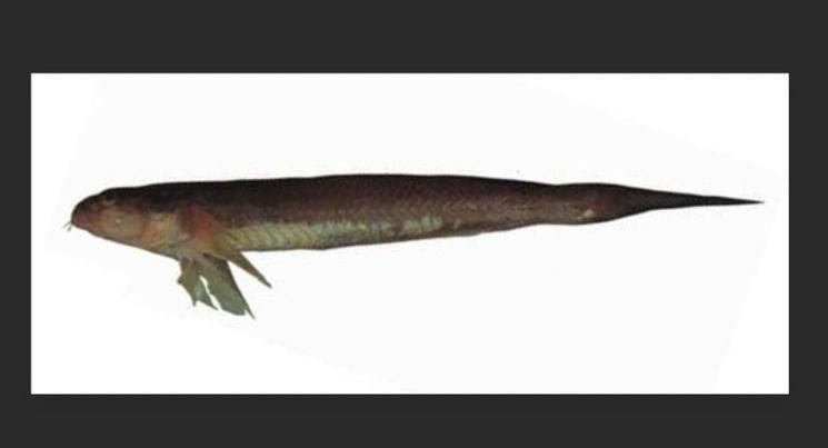 矛尾刺蝦虎魚圖片，探索海洋世界：矛尾刺蝦虎魚