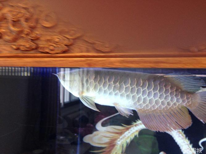 提供幾張藍底高背金龍圖片欣賞，《藍底高背金龍圖片欣賞》