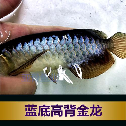 提供幾張藍底高背金龍圖片欣賞，《藍底高背金龍圖片欣賞》