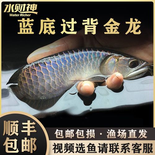 提供幾張藍(lán)底高背金龍圖片欣賞，《藍(lán)底高背金龍圖片欣賞》