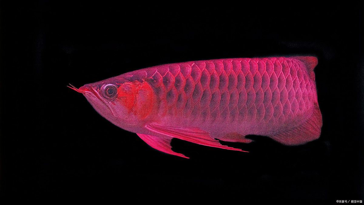 哪種顏色的大紅龍魚最受歡迎？，世界十大名貴龍魚阿豪論社會探秘紅龍魚發色類型及原因分析