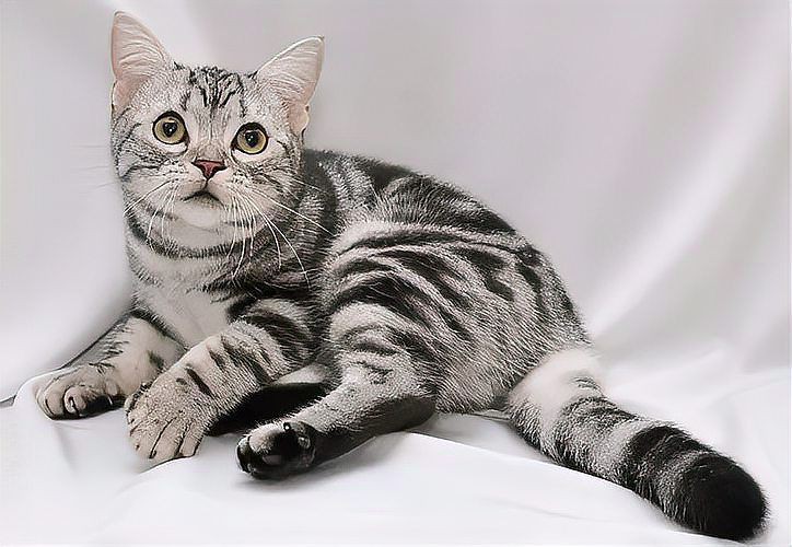 貓的品種大全及圖片，京海讀書堂，貓，最全純種貓咪合集! 貓的品種大全及圖片，京海讀書堂，貓，最全純種貓咪合集! 龍魚百科 第31張