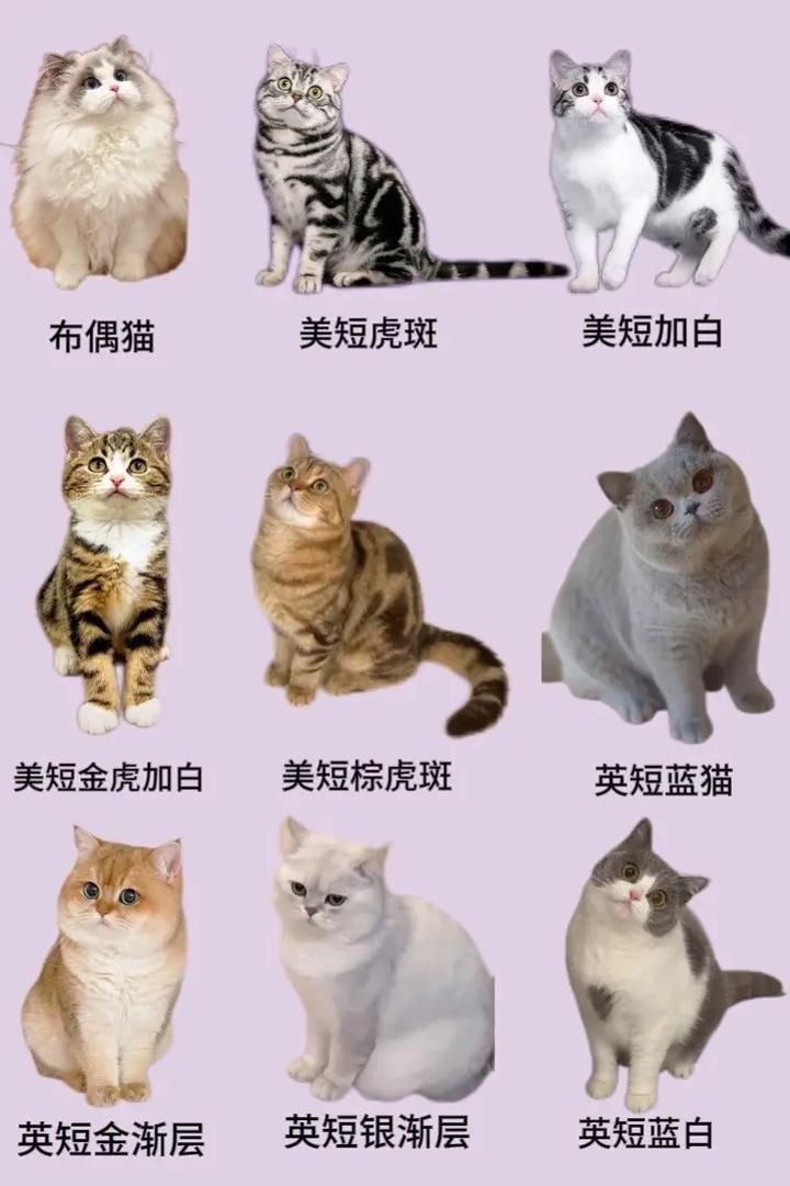 貓的品種大全及圖片，京海讀書堂，貓，最全純種貓咪合集! 貓的品種大全及圖片，京海讀書堂，貓，最全純種貓咪合集! 龍魚百科 第18張