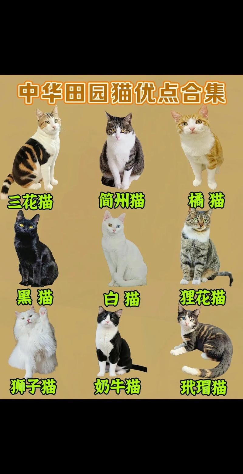 貓的品種大全及圖片，京海讀書堂，貓，最全純種貓咪合集! 貓的品種大全及圖片，京海讀書堂，貓，最全純種貓咪合集! 龍魚百科 第20張