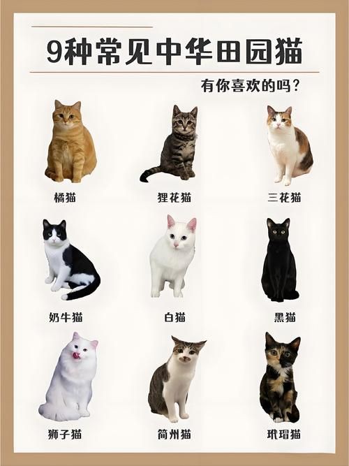 貓的品種大全及圖片，京海讀書堂，貓，最全純種貓咪合集! 貓的品種大全及圖片，京海讀書堂，貓，最全純種貓咪合集! 龍魚百科 第3張