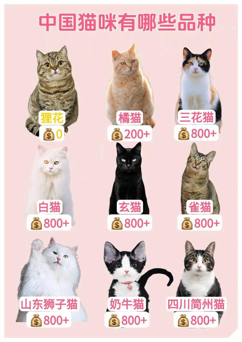 貓的品種大全及圖片，京海讀書堂，貓，最全純種貓咪合集! 貓的品種大全及圖片，京海讀書堂，貓，最全純種貓咪合集! 龍魚百科 第21張