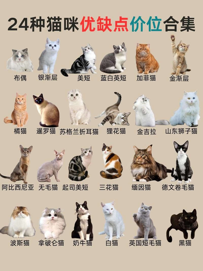 貓的品種大全及圖片，京海讀書堂，貓，最全純種貓咪合集! 貓的品種大全及圖片，京海讀書堂，貓，最全純種貓咪合集! 龍魚百科 第1張