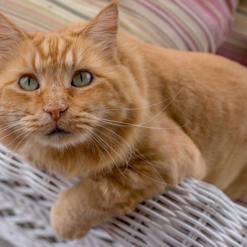 貓的品種大全及圖片，京海讀書堂，貓，最全純種貓咪合集! 貓的品種大全及圖片，京海讀書堂，貓，最全純種貓咪合集! 龍魚百科 第30張