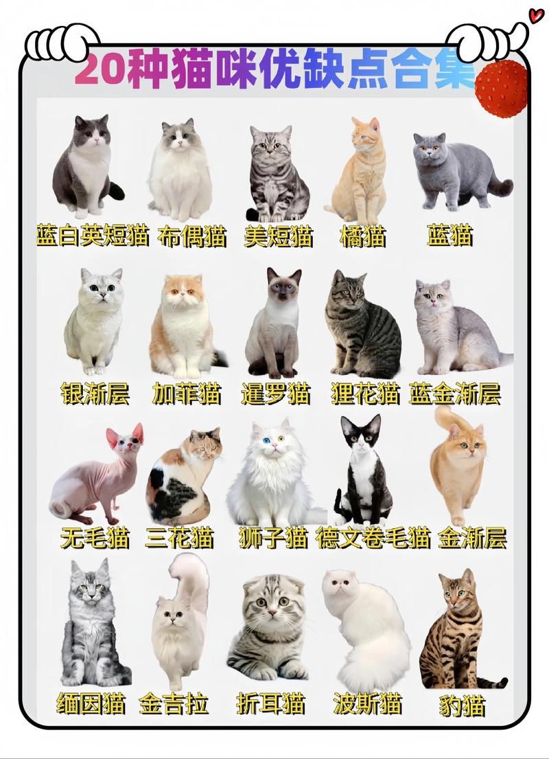貓的品種大全及圖片，京海讀書堂，貓，最全純種貓咪合集! 貓的品種大全及圖片，京海讀書堂，貓，最全純種貓咪合集! 龍魚百科 第14張