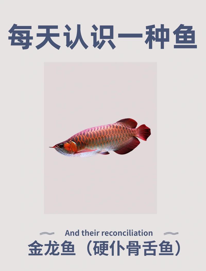 哪種紅龍魚品種壽命最長？，哪種紅龍魚的壽命最長？ 哪種紅龍魚品種壽命最長？，哪種紅龍魚的壽命最長？ 龍魚百科 第3張