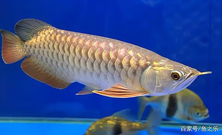 小金龍魚發色需要多長時間？，《小金龍魚發色需要多長時間》小金龍魚發色技巧