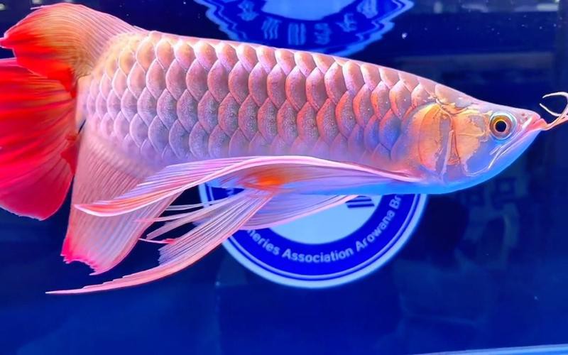 提供一些龍魚顏色鑒賞的圖片，火眼金睛辨別紅龍魚及其品種教您鑒別龍魚品種