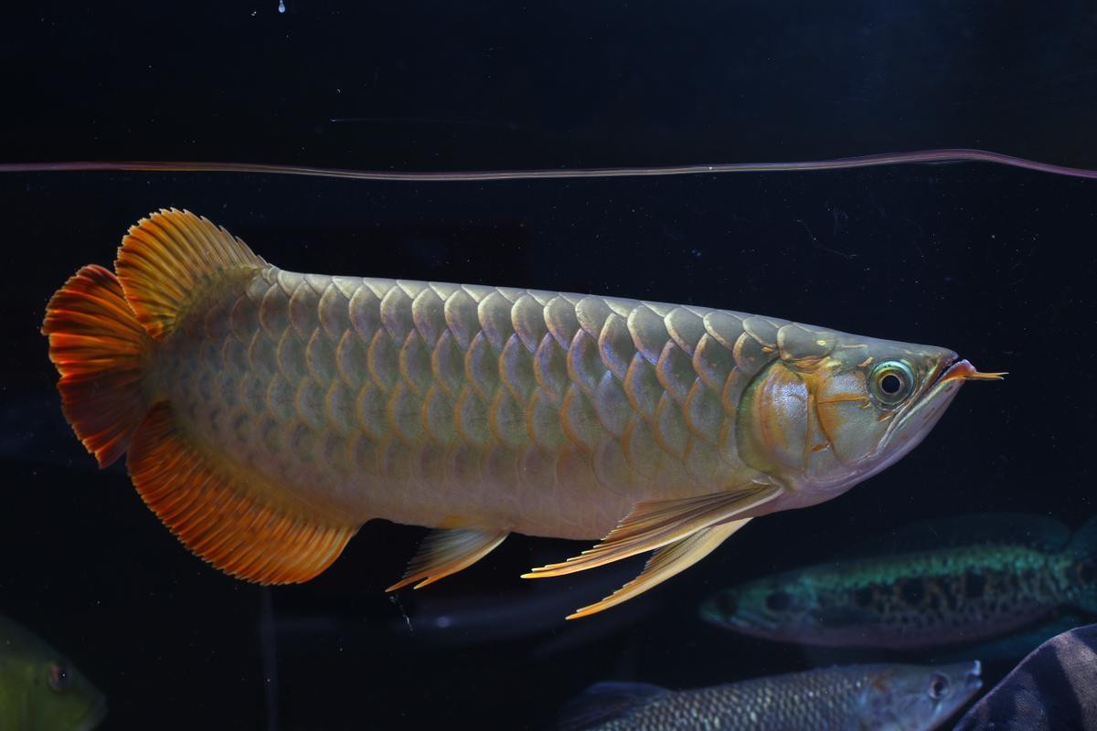 提供一些龍魚顏色鑒賞的圖片，火眼金睛辨別紅龍魚及其品種教您鑒別龍魚品種