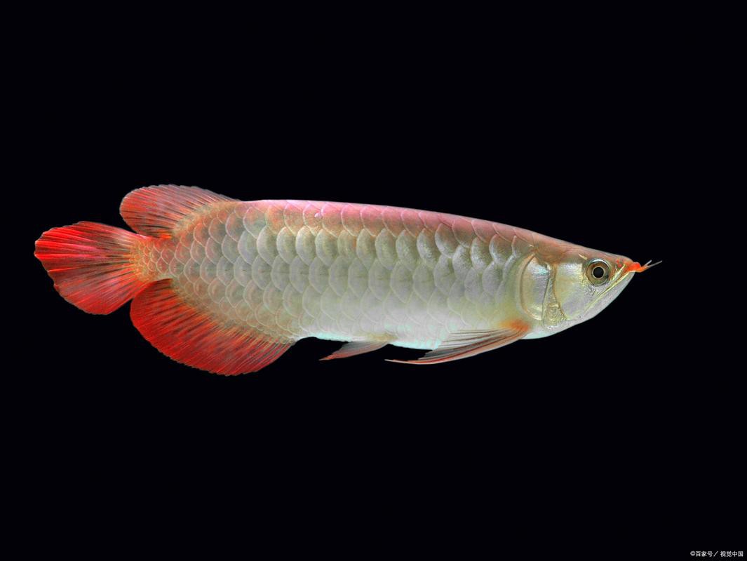 提供一些龍魚顏色鑒賞的圖片，火眼金睛辨別紅龍魚及其品種教您鑒別龍魚品種