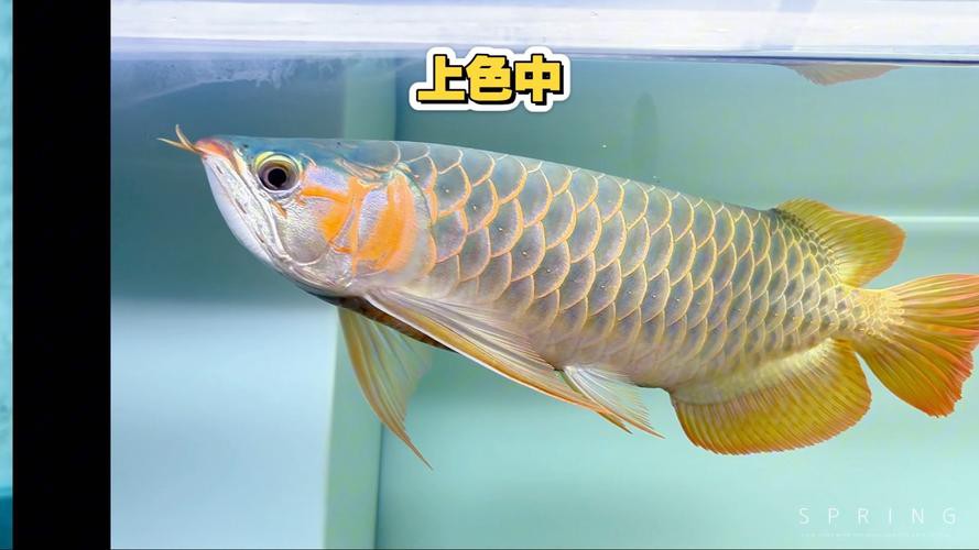 提供一些龍魚顏色鑒賞的圖片，火眼金睛辨別紅龍魚及其品種教您鑒別龍魚品種