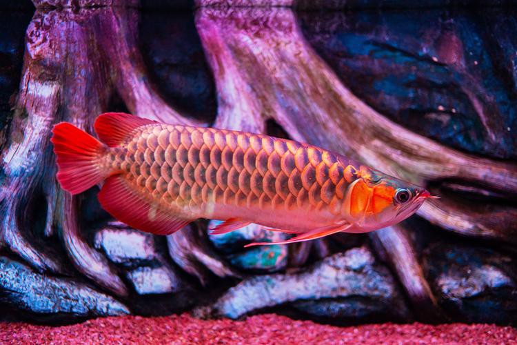 提供一些龍魚顏色鑒賞的圖片，火眼金睛辨別紅龍魚及其品種教您鑒別龍魚品種