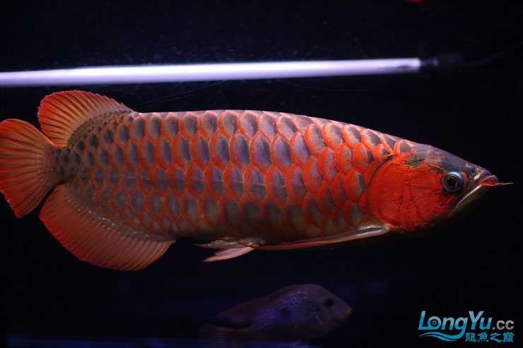 紅龍魚一年能長多少公分，紅龍魚一個月能長多大