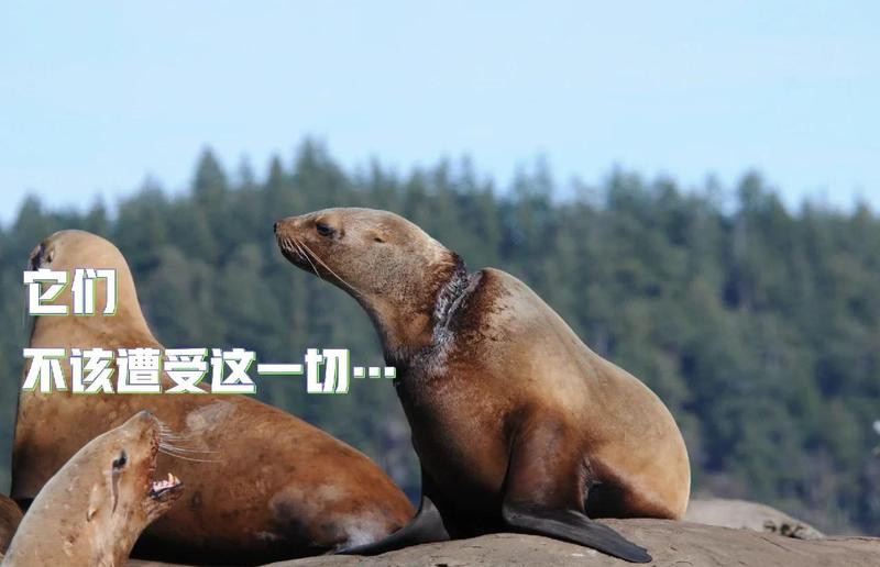 哪些工具可能間接影響海龍魚生存？，人類活動會對海洋產生什么影響