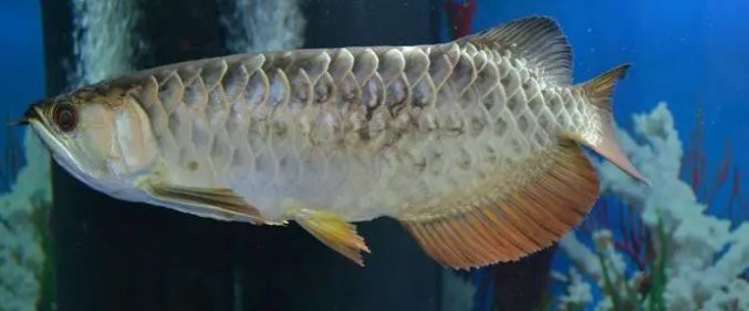 如何早期發現龍魚黑鱗病？，龍魚不常見問題—鱗片發黑帝龍阿輝 如何早期發現龍魚黑鱗病？，龍魚不常見問題—鱗片發黑帝龍阿輝 龍魚百科 第1張