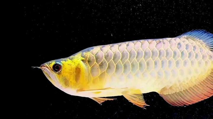 如何判斷金頭過背金龍魚的年齡？，如何判斷金頭過背金龍魚的年齡，金頭過背金龍魚的年齡 如何判斷金頭過背金龍魚的年齡？，如何判斷金頭過背金龍魚的年齡，金頭過背金龍魚的年齡 龍魚百科 第5張