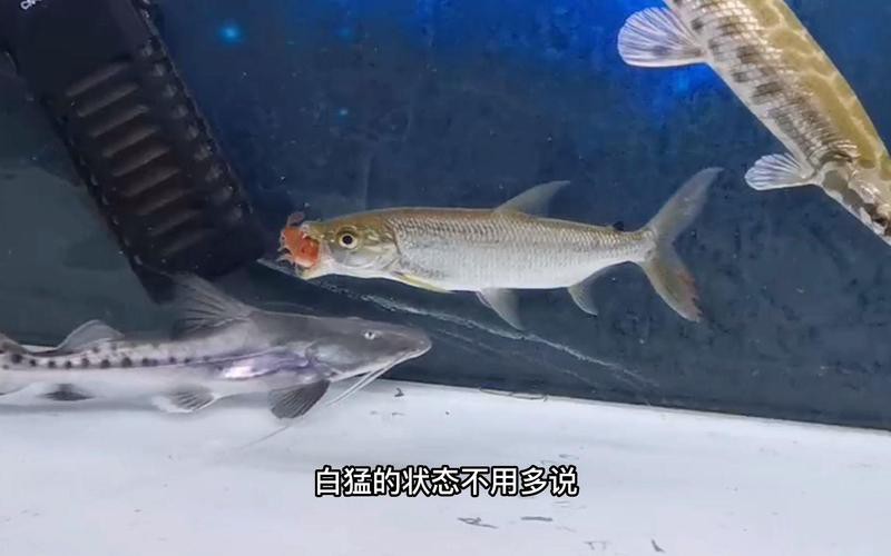 一米二的魚缸可以養金龍嗎，《一米二的魚缸能否養金龍》一米二的魚缸可以養金龍嗎