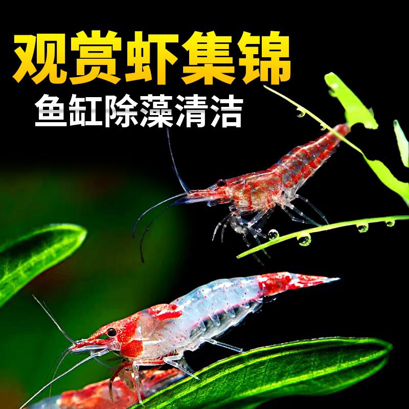 如何判斷金龍魚幼苗的健康狀況？，判斷金龍魚幼苗的健康狀況需綜合多方面因素觀察其游動姿態