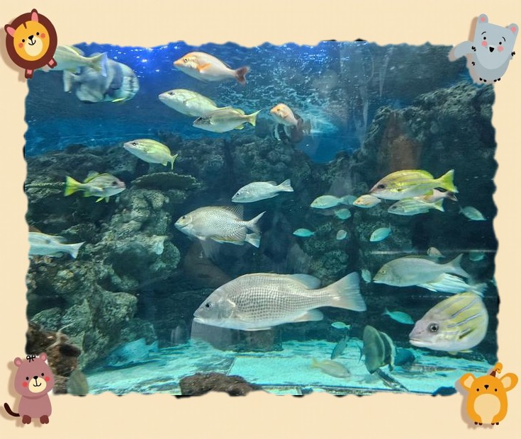 松江水族店，上海市松江區(qū)有兩家主要水族館值得關(guān)注：陸家嘴的上海海洋水族館