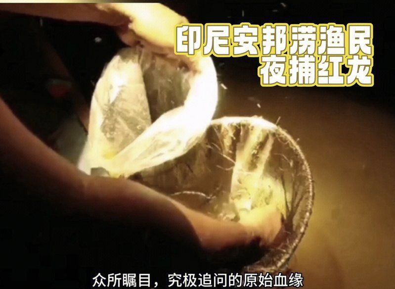 印尼赤紅龍最害怕的三個地方，印尼赤紅龍最害怕的三個地方，一百多年前嚇退逃犯科學(xué)大院 印尼赤紅龍最害怕的三個地方，印尼赤紅龍最害怕的三個地方，一百多年前嚇退逃犯科學(xué)大院 龍魚百科 第1張