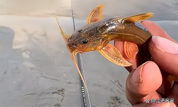 哪種龍形魚最像傳說中的龍？，《哪種龍形魚最像傳說中的龍？》