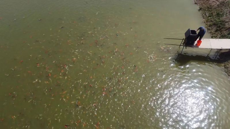 毫州龍魚店，亳州專業龍魚店 毫州龍魚店，亳州專業龍魚店 全國水族館企業名錄 第2張