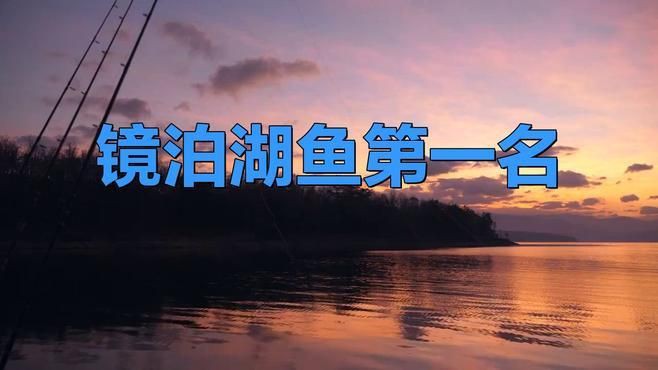 紅尾魚屬于什么檔次，紅尾魚屬于什么檔次，雪夜獨行