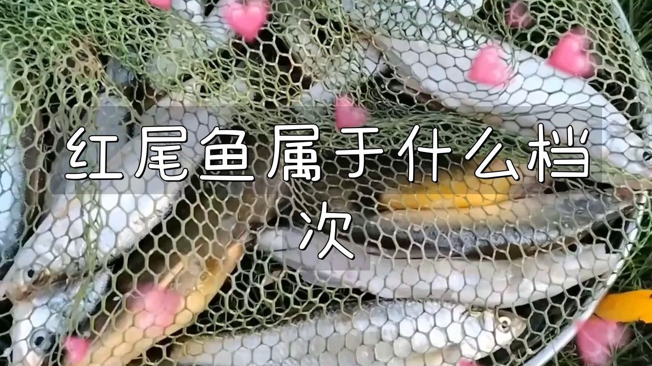 紅尾魚屬于什么檔次，紅尾魚屬于什么檔次，雪夜獨(dú)行