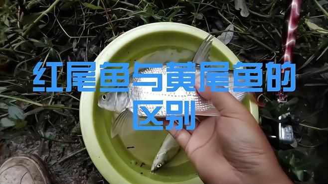 紅尾魚屬于什么檔次，紅尾魚屬于什么檔次，雪夜獨(dú)行