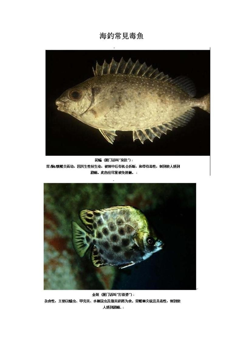 廣東近海十大毒魚，廣東近海十大毒魚及其毒性特征、分布與危害