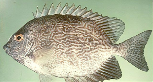 廣東近海十大毒魚，廣東近海十大毒魚及其毒性特征、分布與危害