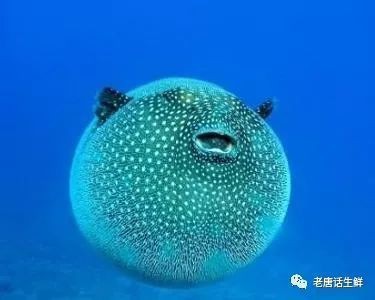 廣東近海十大毒魚，廣東近海十大毒魚及其毒性特征、分布與危害