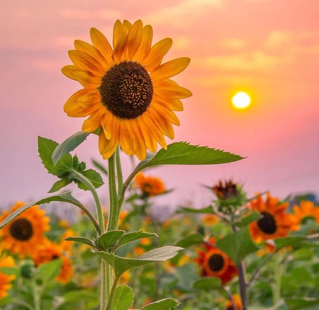 廣東近海十大毒魚，廣東近海十大毒魚及其毒性特征、分布與危害