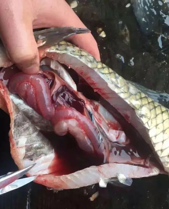 如何判斷金龍魚是否患有腹水?。?，金魚腹水(炸鱗)判斷健康生活規律