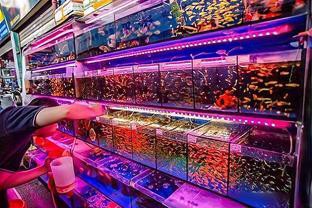 如何判斷金龍魚是否患有腹水??？，金魚腹水(炸鱗)判斷健康生活規律