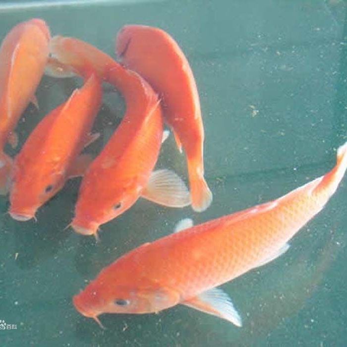 什么鯉魚品種長得最快，紅白錦鯉生長速度最快的錦鯉品種及其培育錦鯉生長極限 什么鯉魚品種長得最快，紅白錦鯉生長速度最快的錦鯉品種及其培育錦鯉生長極限 龍魚論壇 第2張