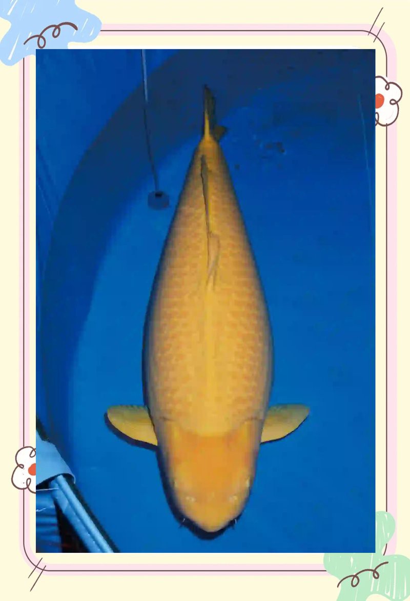 什么鯉魚品種長得最快，紅白錦鯉生長速度最快的錦鯉品種及其培育錦鯉生長極限 什么鯉魚品種長得最快，紅白錦鯉生長速度最快的錦鯉品種及其培育錦鯉生長極限 龍魚論壇 第4張