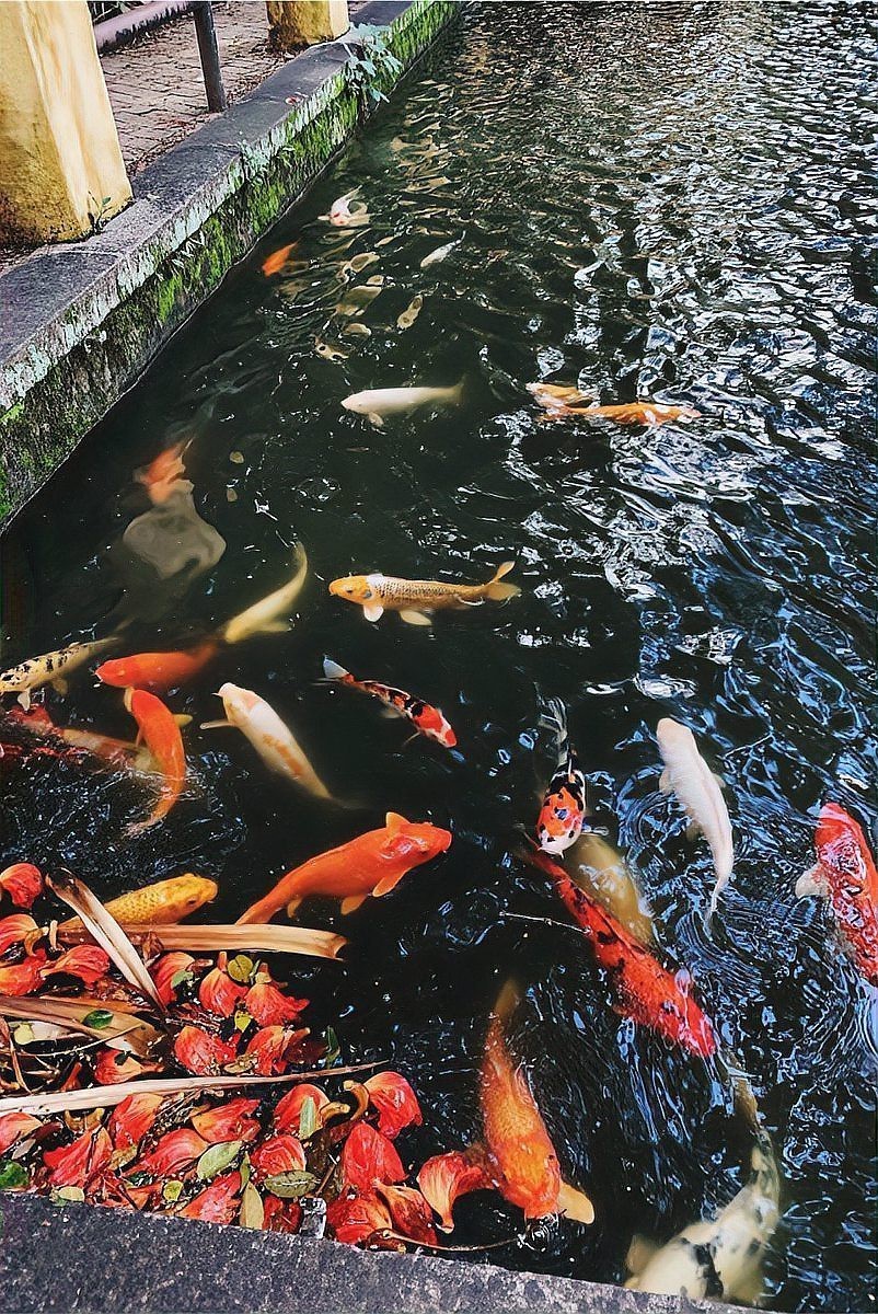 什么鯉魚品種長得最快，紅白錦鯉生長速度最快的錦鯉品種及其培育錦鯉生長極限 什么鯉魚品種長得最快，紅白錦鯉生長速度最快的錦鯉品種及其培育錦鯉生長極限 龍魚論壇 第1張