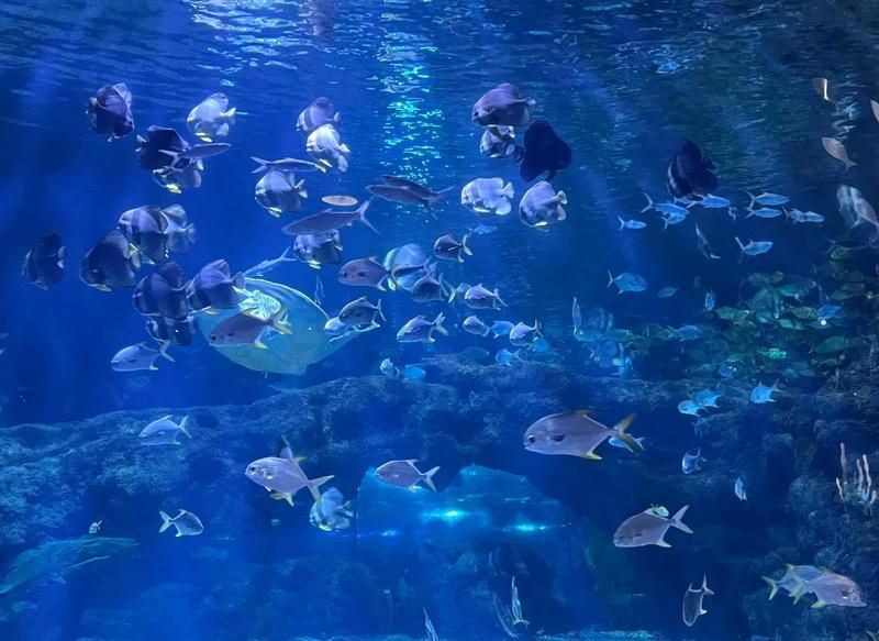 鄭州水族店，鄭州海洋水族館探秘之旅百度教育鄭州海洋館探秘之旅
