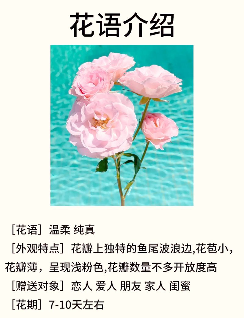 人魚姬玫瑰廉價嗎，人魚姬玫瑰永生花姬玫瑰永生花姬玫瑰永恒夢境 人魚姬玫瑰廉價嗎，人魚姬玫瑰永生花姬玫瑰永生花姬玫瑰永恒夢境 龍魚論壇 第2張