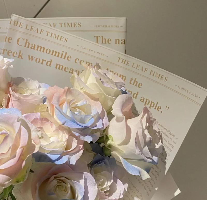 人魚姬玫瑰廉價嗎，人魚姬玫瑰永生花姬玫瑰永生花姬玫瑰永恒夢境 人魚姬玫瑰廉價嗎，人魚姬玫瑰永生花姬玫瑰永生花姬玫瑰永恒夢境 龍魚論壇 第8張