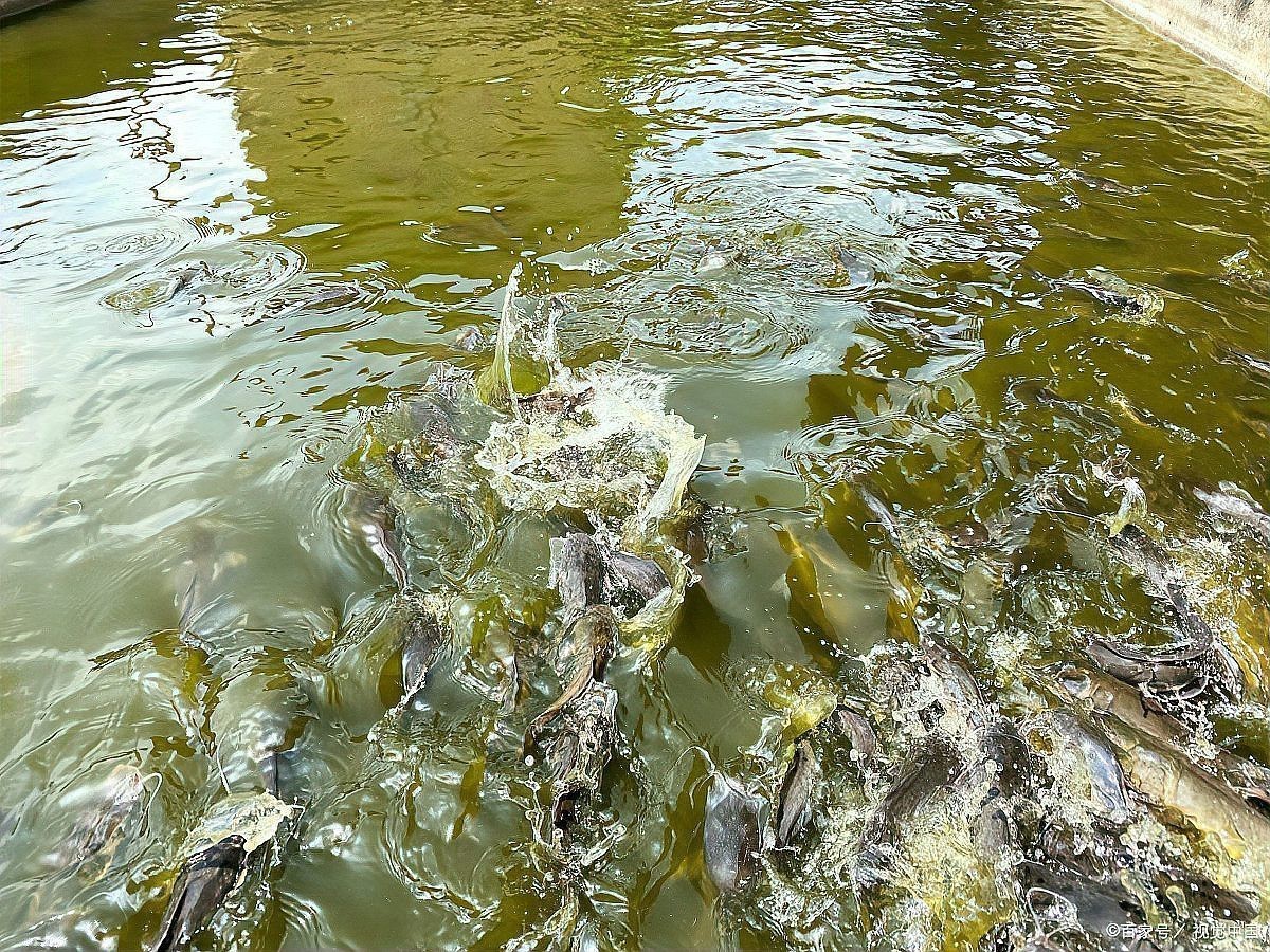 如何判斷銀龍魚爛尾爛鰭的嚴重程度？，銀龍魚出現爛尾、爛鰭怎么辦