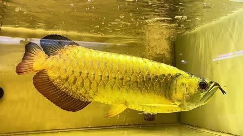 如何判斷紅龍魚和過背金龍魚的品相？，如何判斷紅龍魚和過背金龍魚的品相，一起來看一看