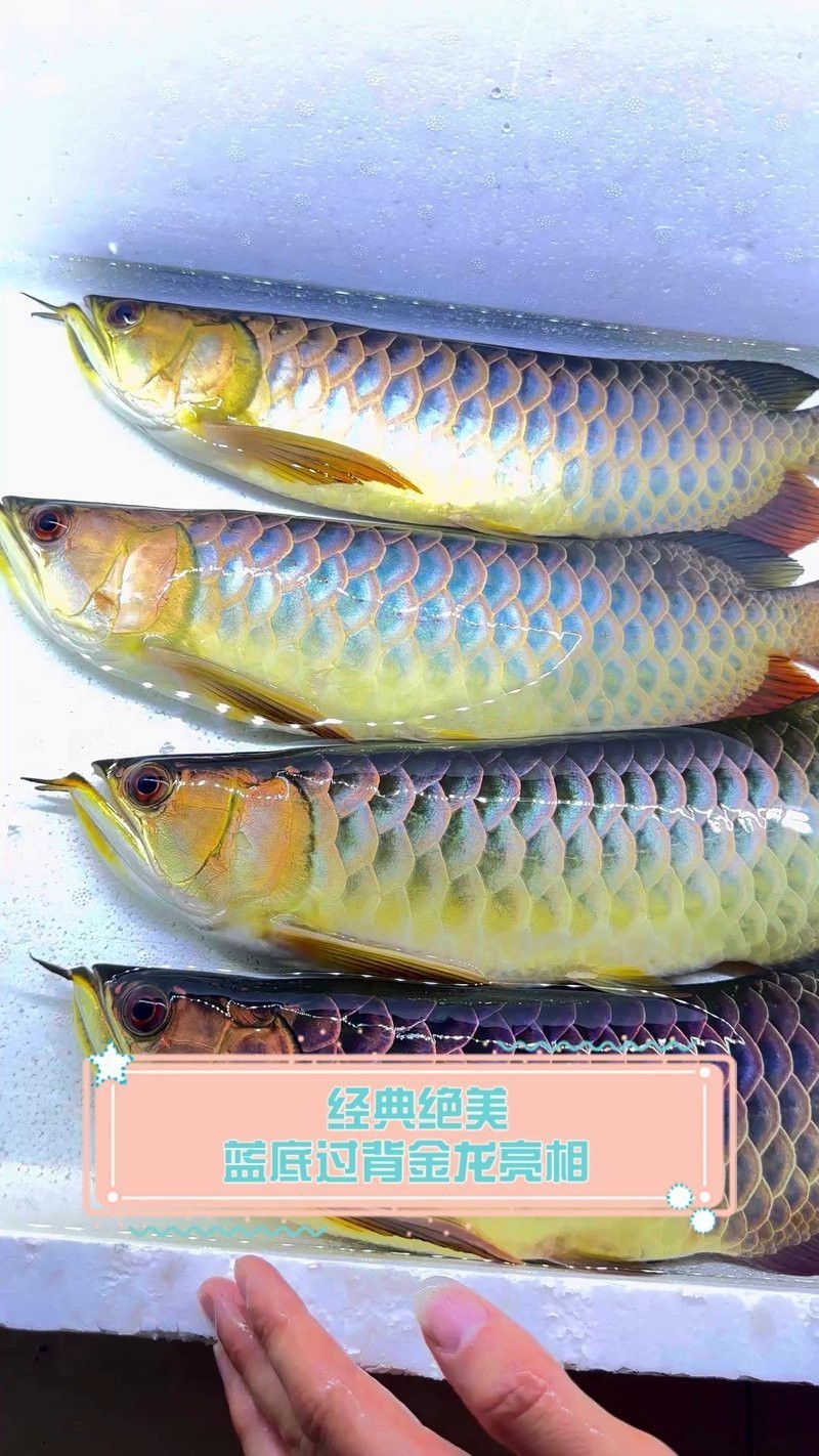 如何辨別藍底過背金龍魚的品質？，古典藍底過背金龍該怎么選龍魚啊成揭秘！ 如何辨別藍底過背金龍魚的品質？，古典藍底過背金龍該怎么選龍魚啊成揭秘！ 龍魚論壇 第1張