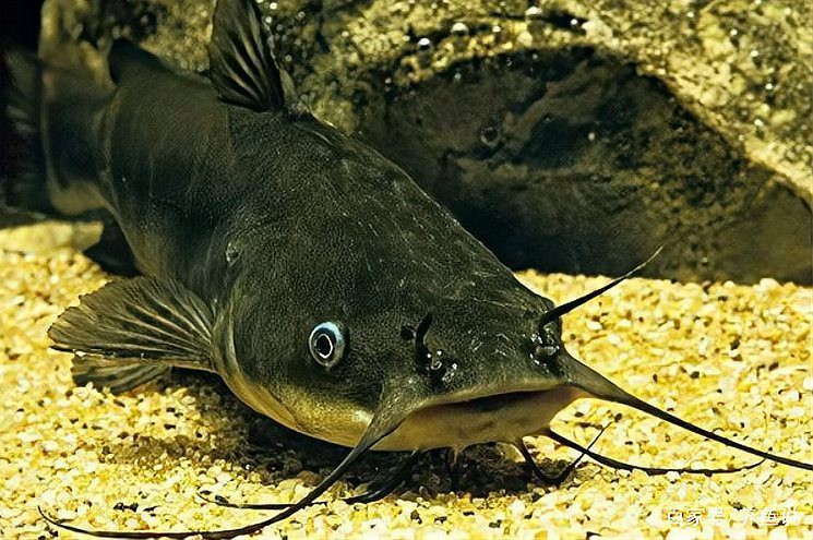 如何為龍魚和貓魚提供足夠的活動空間？，如何為龍魚和貓魚營造充足活動空間 如何為龍魚和貓魚提供足夠的活動空間？，如何為龍魚和貓魚營造充足活動空間 龍魚百科 第2張