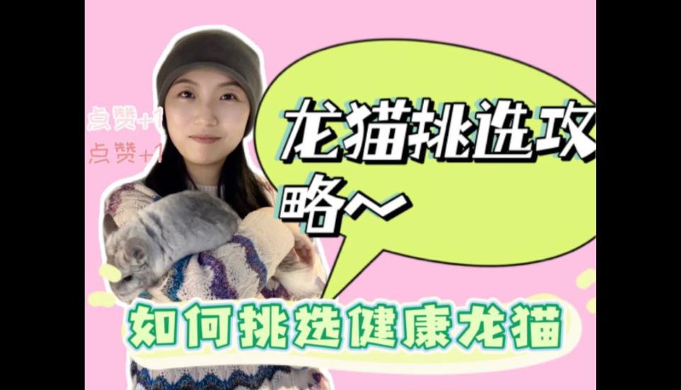 如何辨別龍貓的健康狀況？，如何辨別龍貓健康狀況